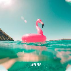 Flamingo Floaty
