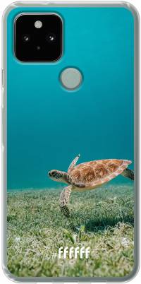 Turtle Pixel 5