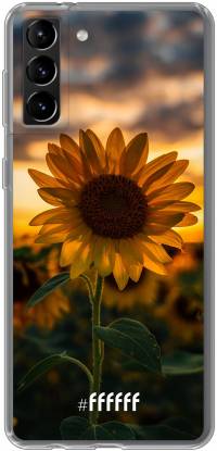 Sunset Sunflower Galaxy S21 Plus