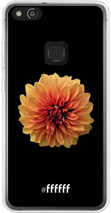 Butterscotch Blossom P10 Lite