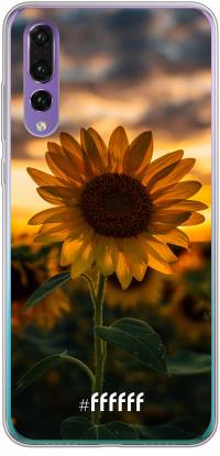 Sunset Sunflower P30