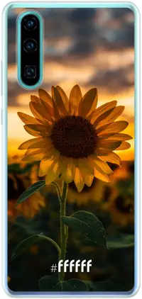 Sunset Sunflower P30