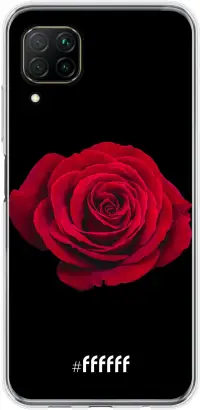 Radiant Rose P40 Lite