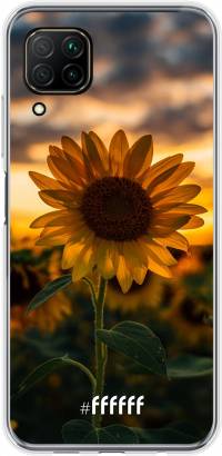 Sunset Sunflower P40 Lite