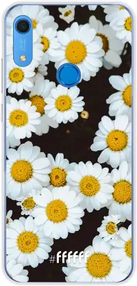 Daisies Y6 (2019)