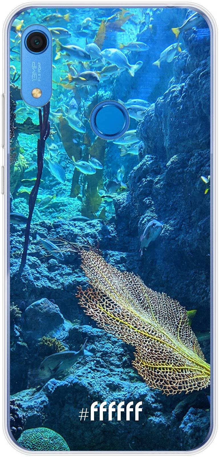 Coral Reef Y6s