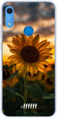 Sunset Sunflower Y6s