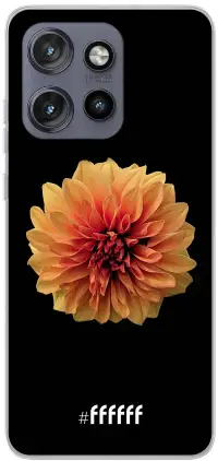 Butterscotch Blossom Edge 50 Neo