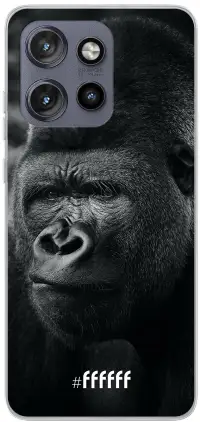 Gorilla Edge 50 Neo