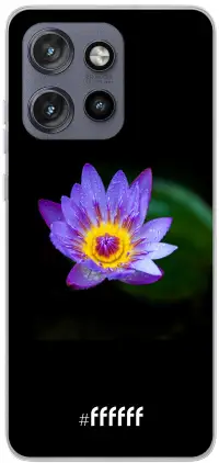 Purple Flower in the Dark Edge 50 Neo