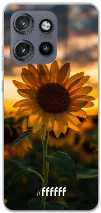 Sunset Sunflower Edge 50 Neo