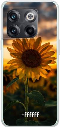 Sunset Sunflower 10T