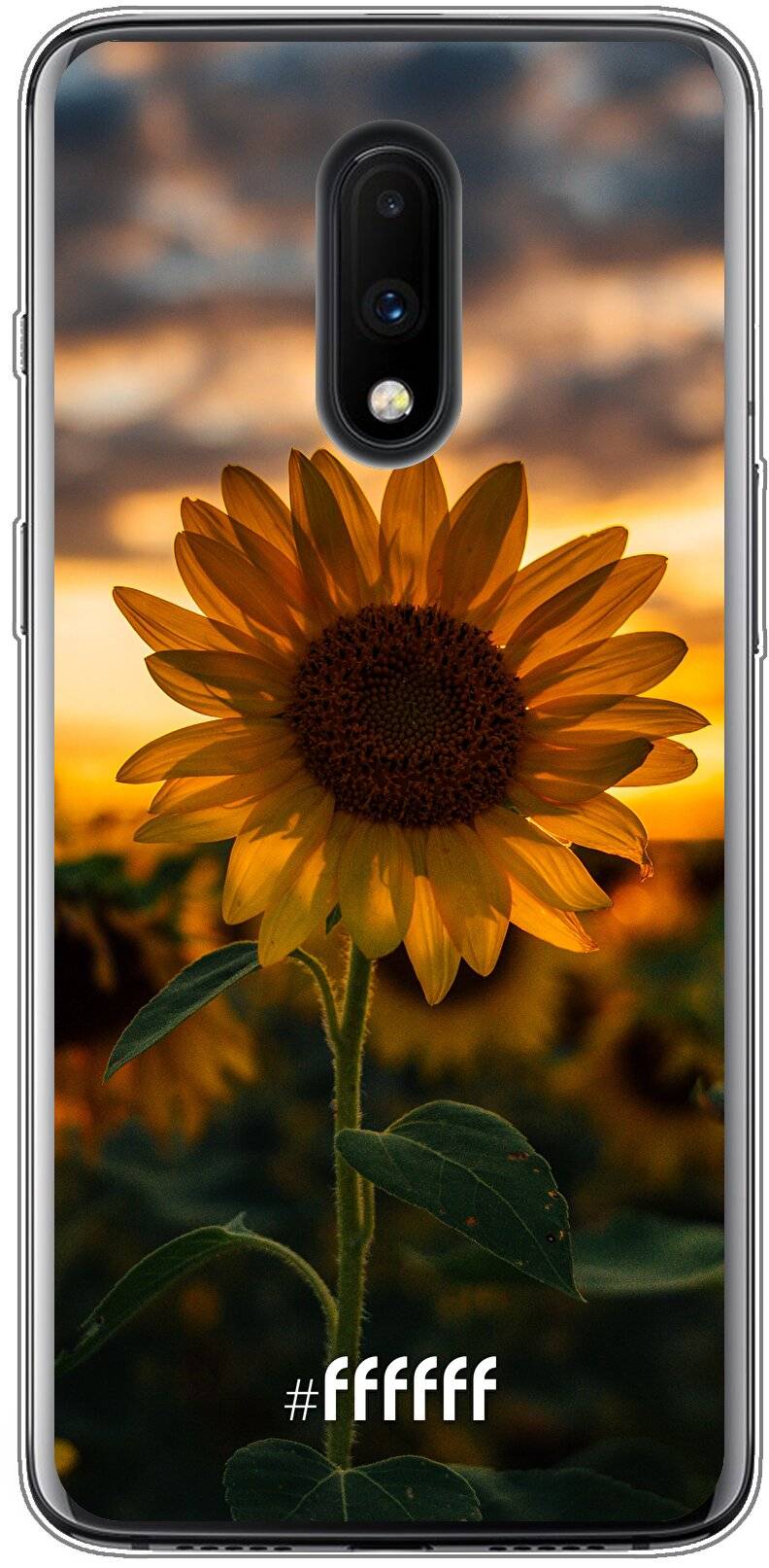 Sunset Sunflower 7