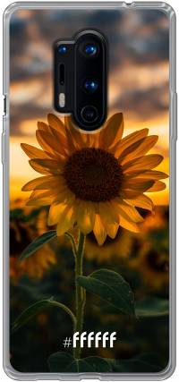 Sunset Sunflower 8 Pro
