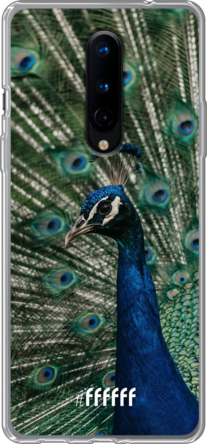 Peacock 8
