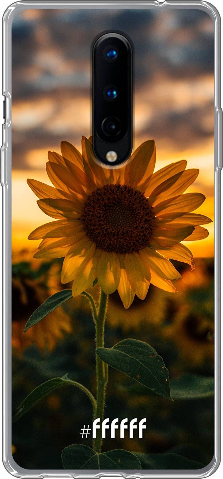 Sunset Sunflower 8