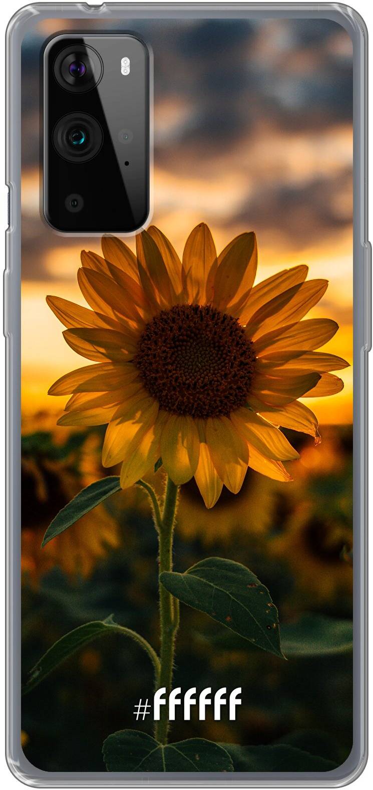 Sunset Sunflower 9 Pro