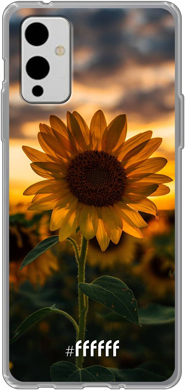 Sunset Sunflower 9