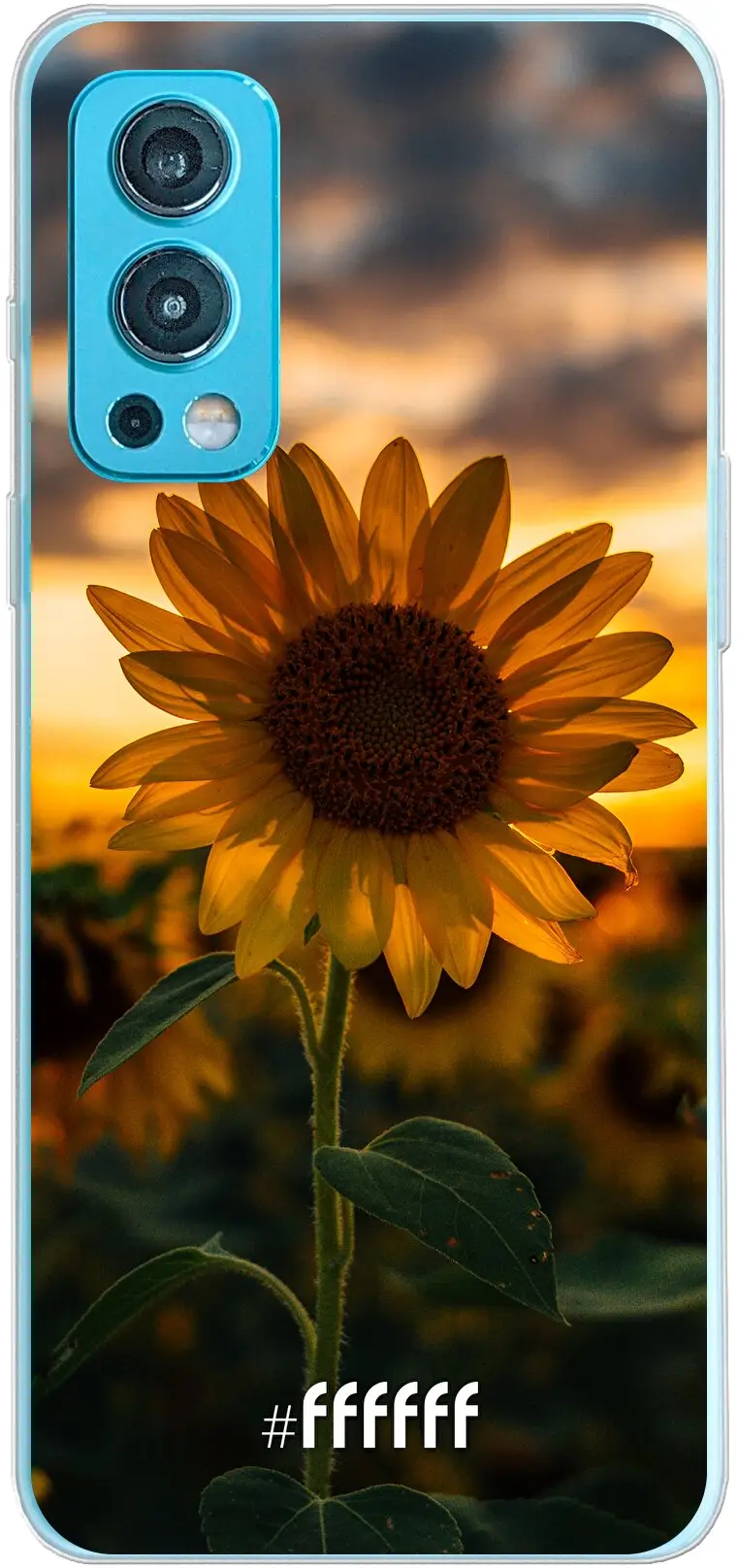 Sunset Sunflower Nord 2 5G