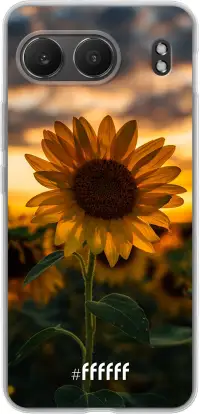 Sunset Sunflower Nord 4