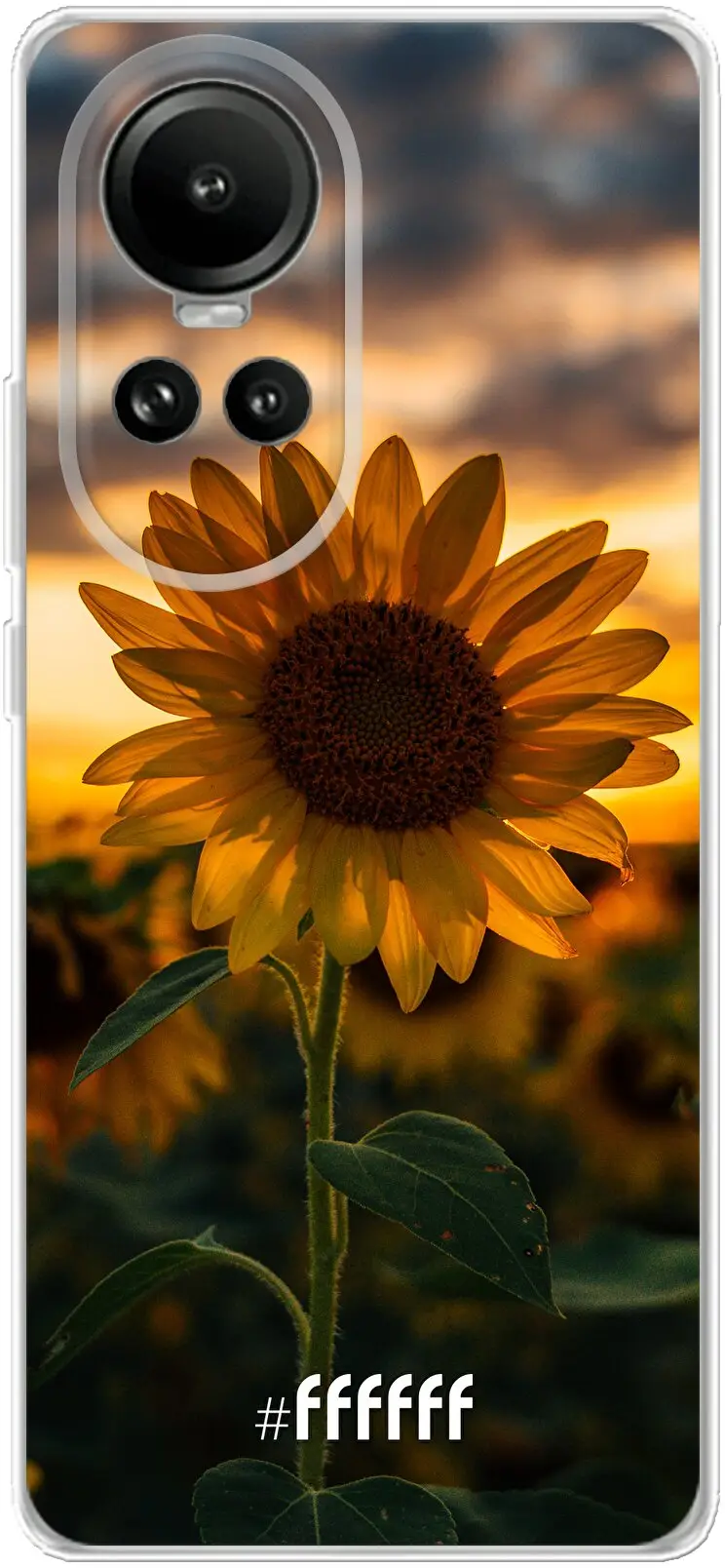 Sunset Sunflower Reno 10